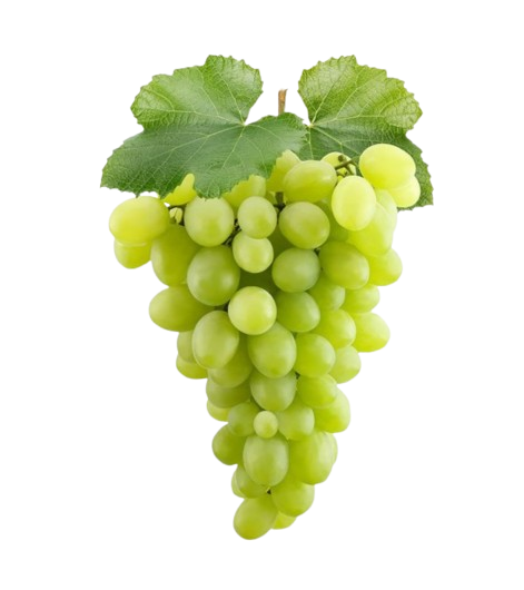 alefox